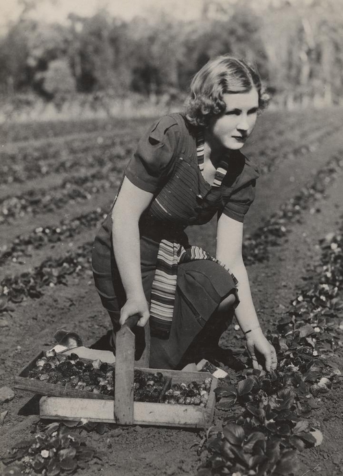 Strawberries