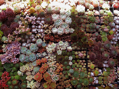 Vertical garden