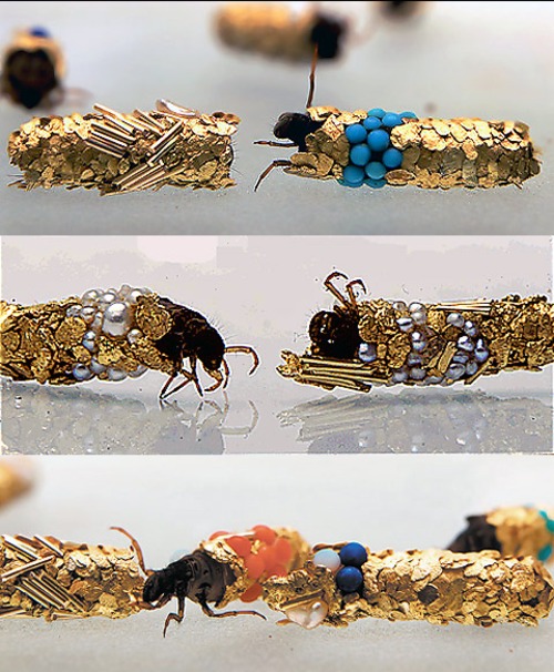 Fancy Caddisflies