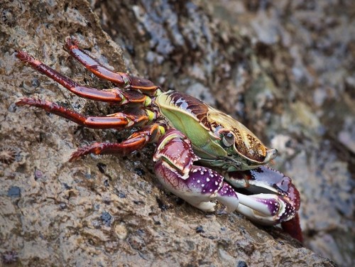 PurpleShorecrab-PeteMcGregor