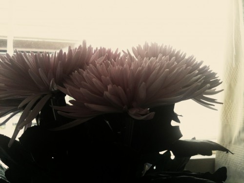 'mums A pinkish toned whimsical photo of three chrysanthemum heads.
