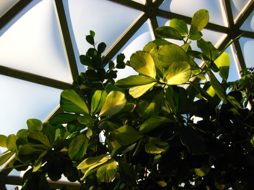 Humidity Photo of plants inside a humid climate dome at Mt Coot-tha Botanic Gardens