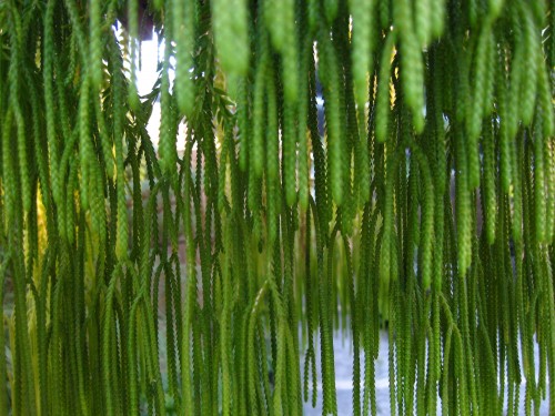 liminal ferns Macro shot of hanging ferns with a plaited texture at Mt Coot-tha Botanic Gardens