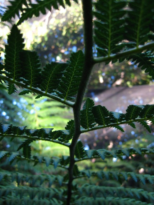 Fern Macro shot of fern at Mt Coot-tha Botanic Gardens
