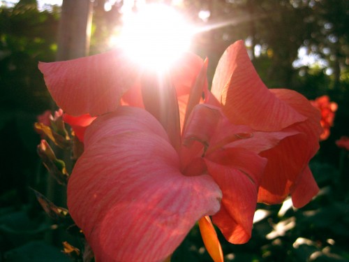 Tropical but not tropical Close up shot of a peach coloured flower with sun glare peeping over petals