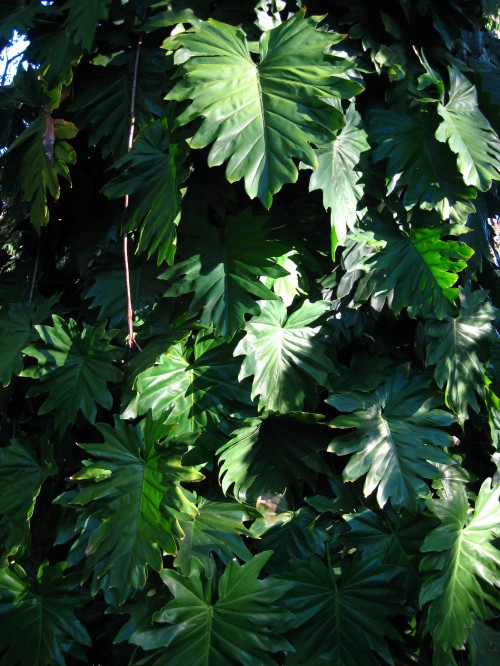 Leafy pattern Broad green leaves cover the trunk of a tree and form a tesselating kind of pattern