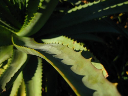 Afternoon succulent Macro shot of a spiky leafed succulent, the sun casts a ridged shadow in the middle of the leaf.