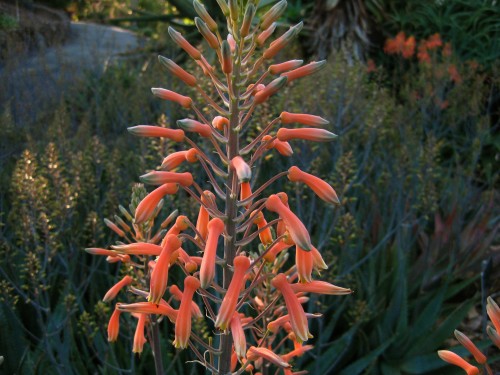 Contains sweet things? A plant with long orange closed bulbs sits against greenery at Mt Coot-tha Botanical Gardens