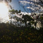 Photo of a tangle of bushes with the bright sun and blue sky coming through the leaves and branches.
