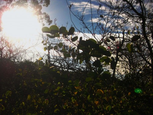 Photo of a tangle of bushes with the bright sun and blue sky coming through the leaves and branches.