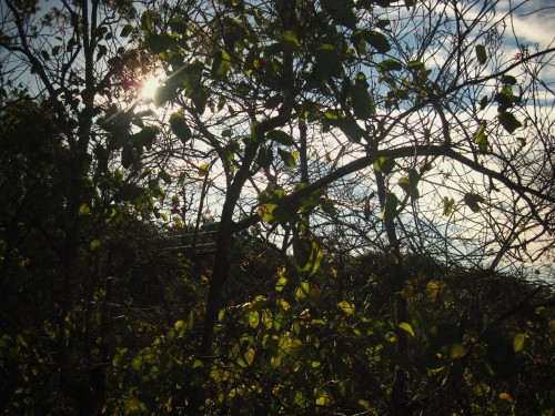 Photo of dark trees against a blue cloudy sky with the sun glaring through the branches.