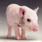 Photo of a tiny pink piglet with a fancy earring dangling from its ear. The earring is spangled with what looks like rubies and diamonds.