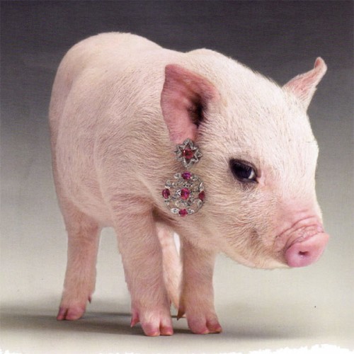 Photo of a tiny pink piglet with a fancy earring dangling from its ear. The earring is spangled with what looks like rubies and diamonds.