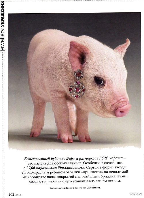 Photo of a tiny pink piglet with a fancy dangly earring from its ear. The earring is spangled with what looks like rubies and diamonds.