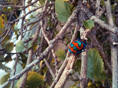 Macro photo of a small beetle with a very colourful shell (red, green and blue splotches) sitting on a branch of a hibiscus bush.
