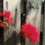 Photo of a bougainvillea branch against an unpainted wood fence; the flowrs are bright fucshia.