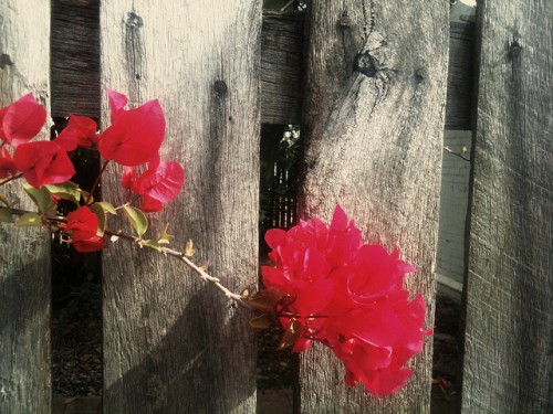 Photo of a bougainvillea branch against an unpainted wood fence; the flowrs are bright fucshia.