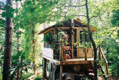 A photo of a small one room treehouse on stilts in a very lush green forest setting. Lots of potplants sit on the front balcony.