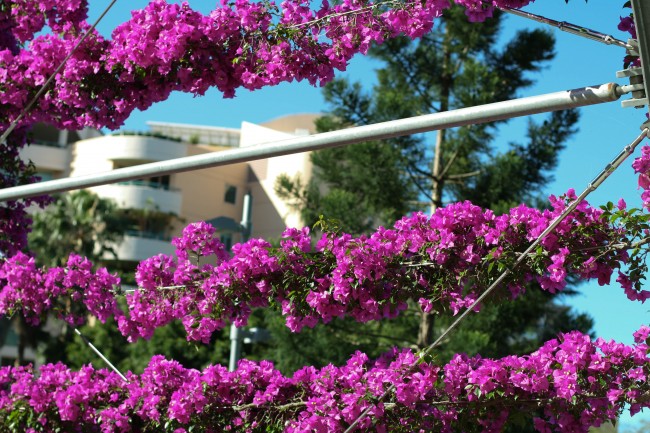Photo of purple bougainvillea wrapped around three wires.