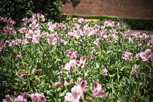 Photo of a large garden bed full of long stemmed purple flowers.