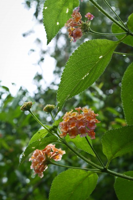 Photo of two small heads of tiny yellowy/ orange flowers amongs green leaves.