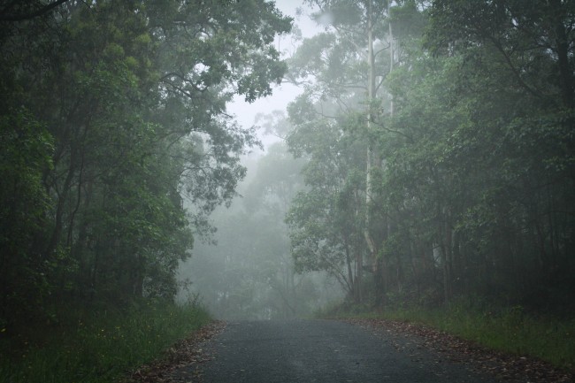 Photo of a road through mountain bushland that is full of white misty fog.