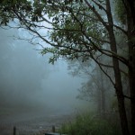 Photo of a very foggy road in the bush with silhouetted trees on the right hand side.