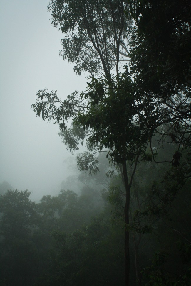 Photo of lots of bush from the side of Mt Nebo but the view is obscured by very heavy fog.