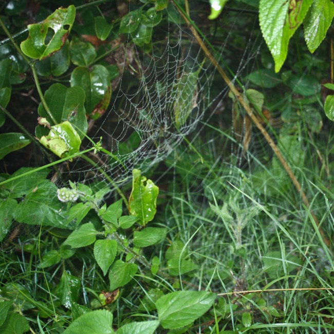 Photo of spider webs full of water droplets in green shrubbery.