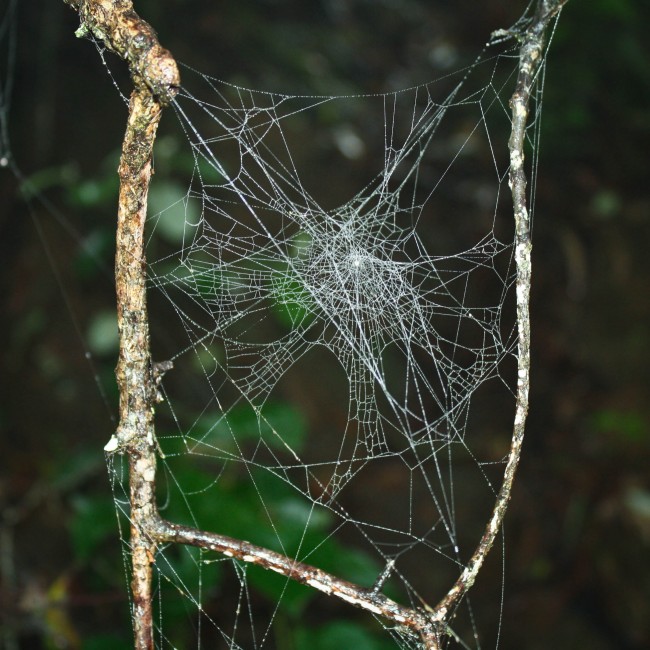 Photo of spider webs attatched to two twiggy looking sticks.