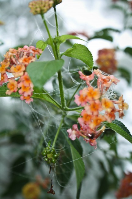 Photo of two heads of tiny orange flowers on a stem with lots of webs surrounding the stem and the leaves.