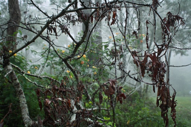 Photo of spiderwebs all over a tree with dark brown leaves, in the background is very foggy bushland.