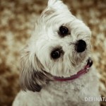 A photo of Miffy's adorable face tilted to look at the camera.