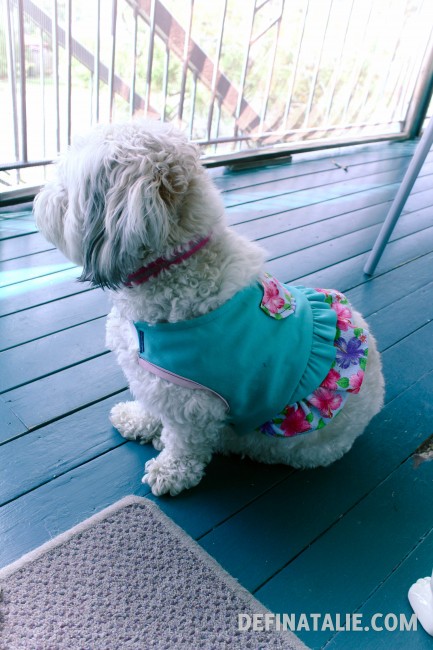Miffy in profile