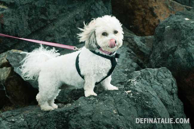 Miffy on the rocks!