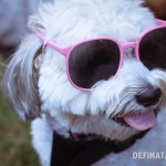 A photo of Miffy wearing Sonya's pink sunglasses looking like the Best and Most Cool Dog ever.