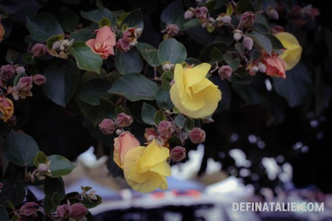 Pretty flowers