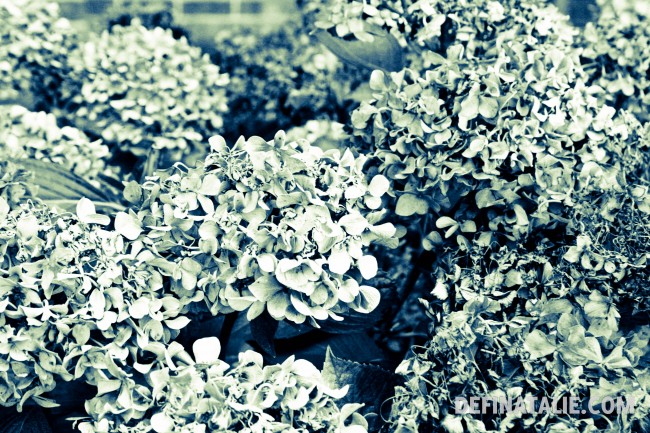 the prettiest flowers