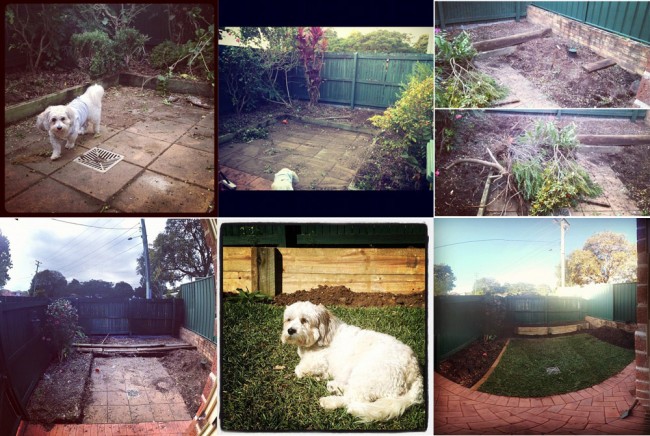 Perks' backyard blitz