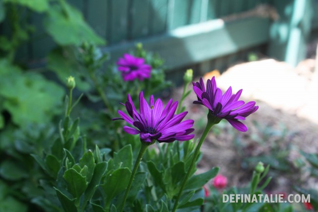 Purple daisies