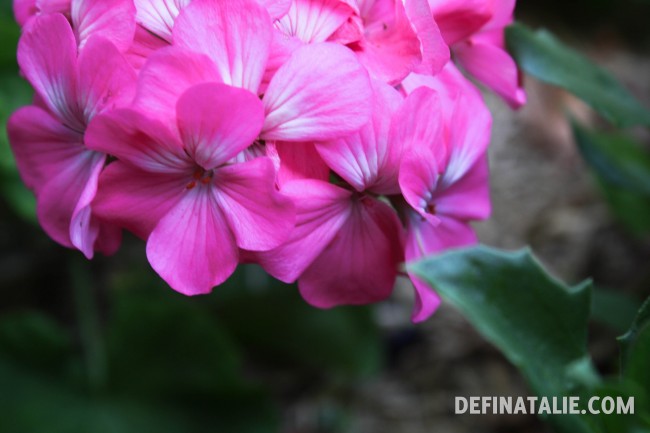 Hey geranium hey.