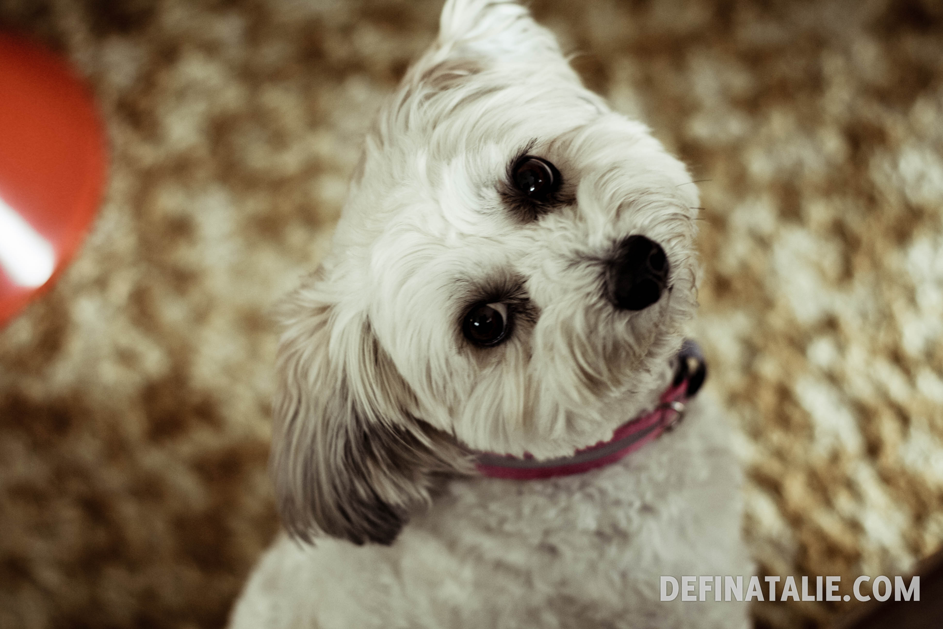 Meet Miffy.
